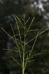 Savannah-panicgrass